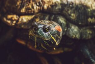 Detailed close-up of a red-eared slider turtle showcasing its distinctive markings and textures.
