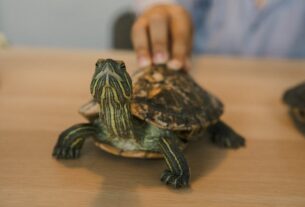 A close-up view of a red-eared slider turtle being gently touched by a human hand on a wooden surface.