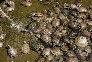 A large group of turtles gathered in a pond in Guangzhou, China.