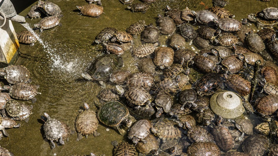 A large group of turtles gathered in a pond in Guangzhou, China.