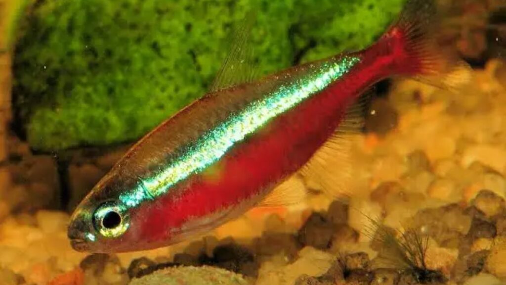 tetra neon
tetra cardinal